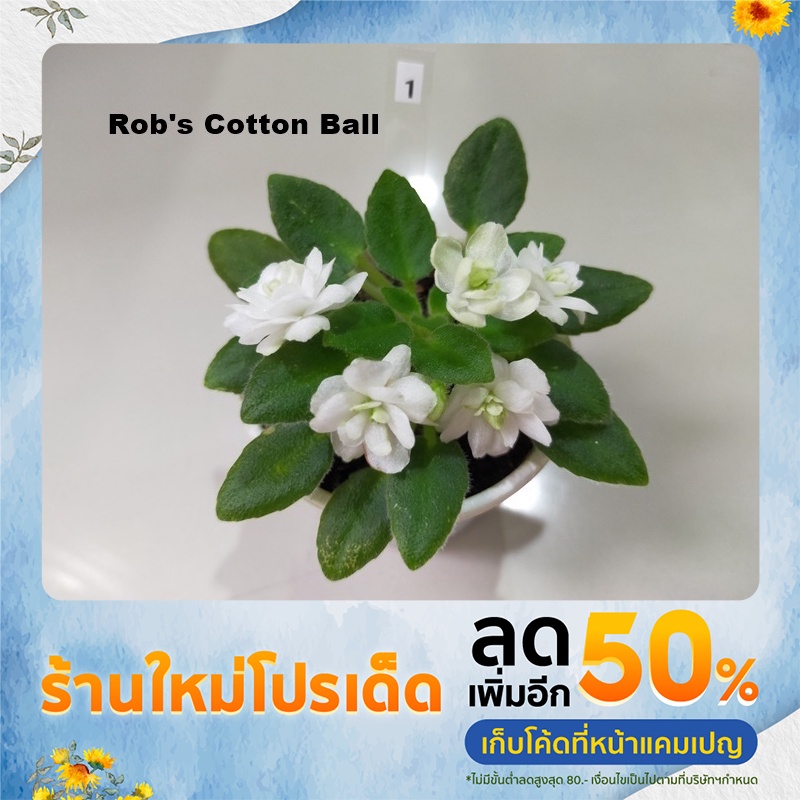 แอฟริกันไวโอเลต (African Violet)