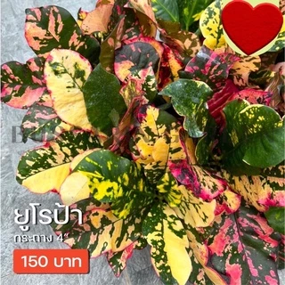 ต้นโกสนพันธุ์ ยูโรป้า ไซส์เล็ก กระถาง 5" สูง 15-20 เซนติเมตร ซื้อ 10 แถม 1 (จัดส่งแบบถอดกระถาง+รับประกันสินค้า)