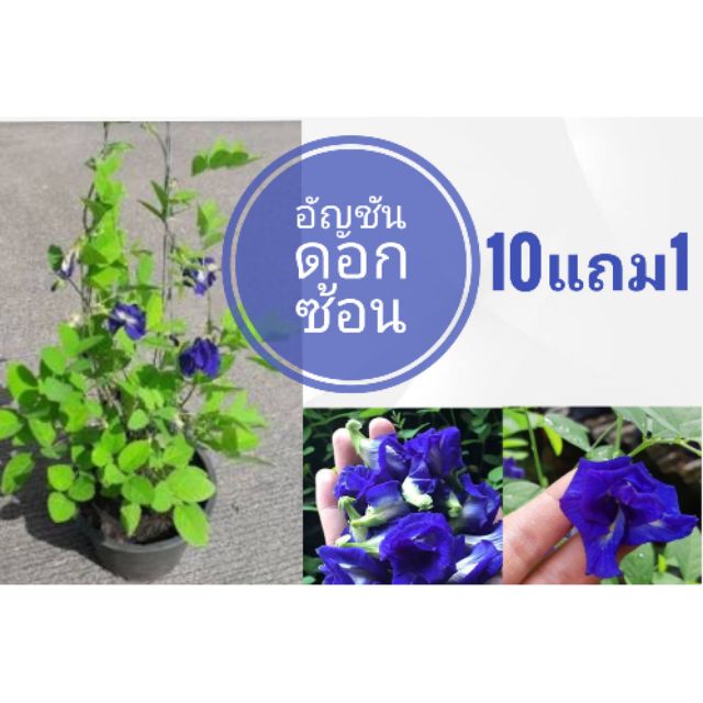 ต้นอัญชัน​ พืชสมุนไพร​ สามัญประจำบ้าน​ ปลูกง่าย – โปรปัง