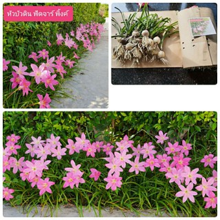 บัวดิน ฟัดจาร์พิ้งค์ 10หัว69บาท //20หัว99บาท  (Z. Fadjar Pink)  ปลูกง่ายมากๆๆๆ