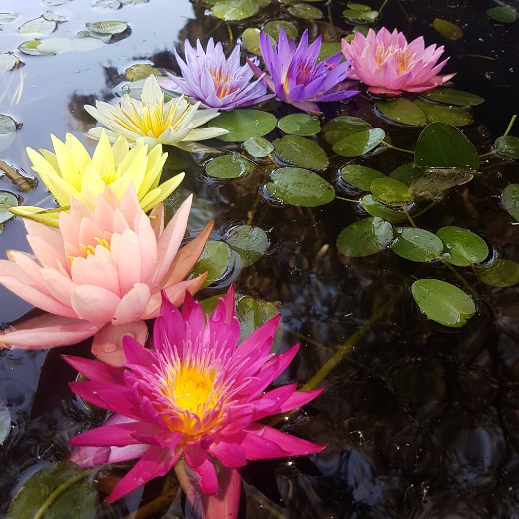 100 เมล็ด บัว คละสี บัวฝรั่ง บัวนอก สายพันธุ์บัว Waterlily Seeds