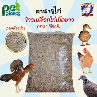 [1kg.] ข้าวเปลือกเม็ดยาว อาหารไก่ อาหารไก่ชน อาหารไก่เจ๊ อาหารนก อาหารเป็ด อาหารนกเขา ข้าวเปลือก ข้าวเปลือกไก่ชน