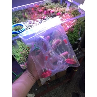 ชุดDIY คาร์บอนยีส พร้อมหัวดิฟอย่างดี+แถมยีสฟรี
