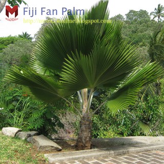 พันธุ์ปาล์มพัด Fiji Fan Palm (10เมล็ด)