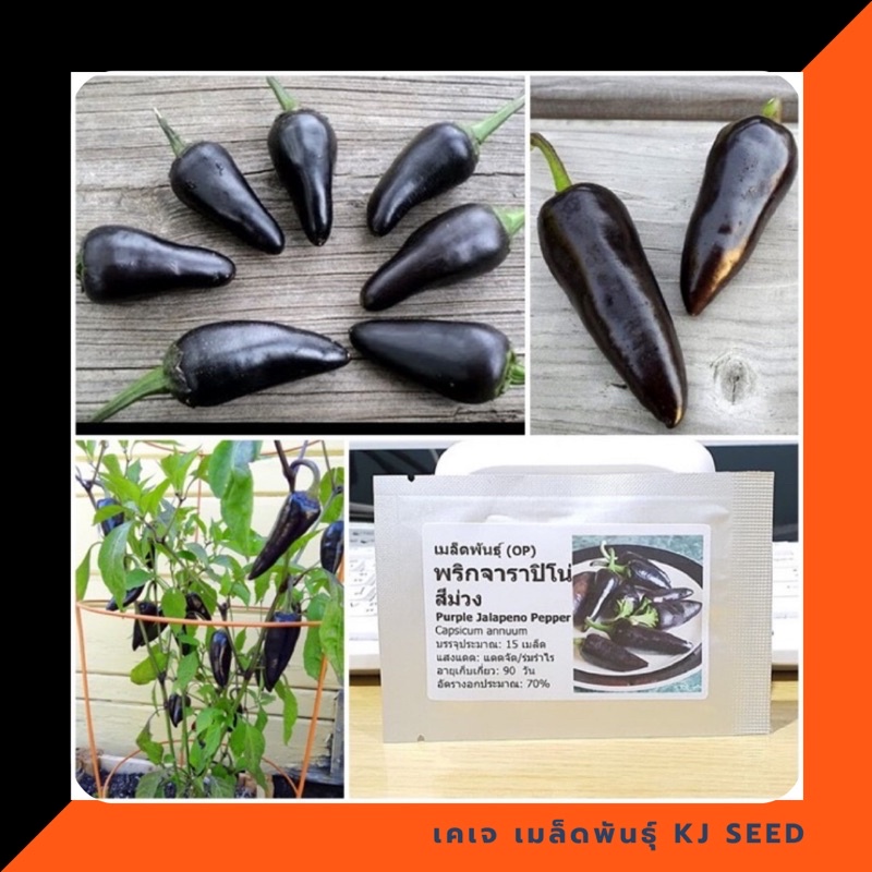 พริกจาราปิโน่ สีม่วง - Purple Jalapeno Pepper