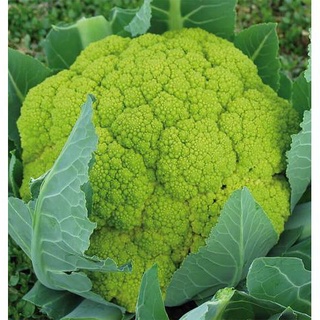 50 เมล็ด กะหล่ำดอกสีเขียว - Green Macerata Cauliflower