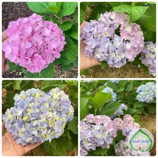 F118 ต้นไฮเดรนเยีย Hydrangea พันธุ์เบา โทนสีฟ้า ม่วง ชมพู ออกดอกทั้งปี แบบถุงพร้อมส่ง
