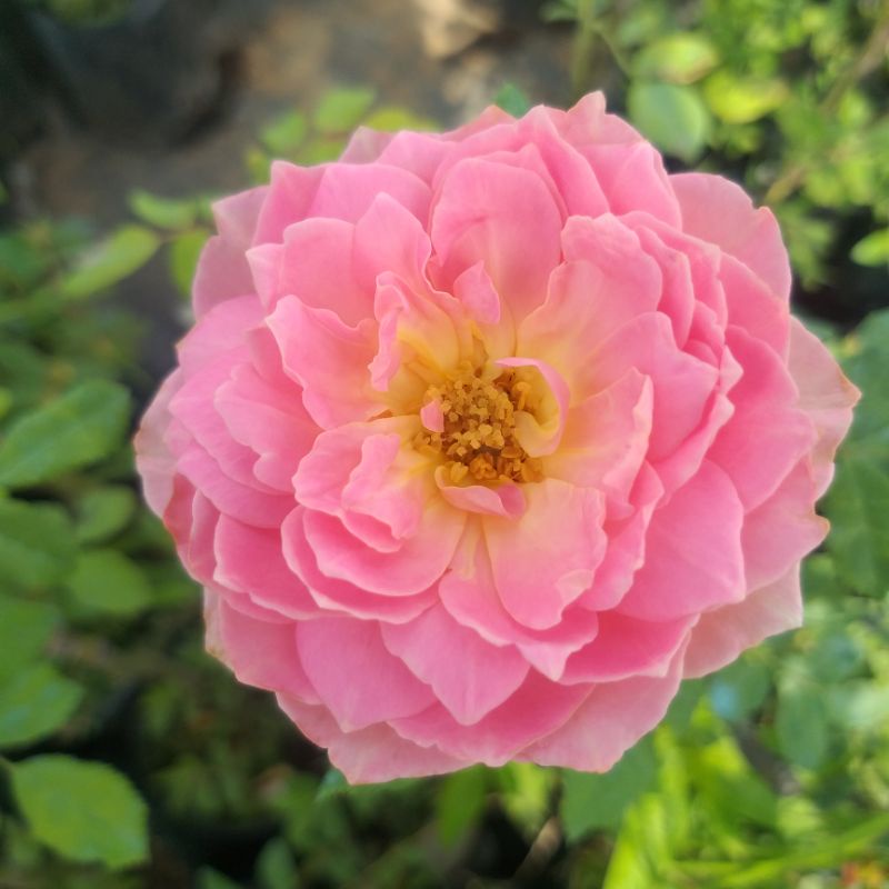 กุหลาบ⚘"Jubilee Celebration" ดอกใหญทรงพุ่มเตี้ย