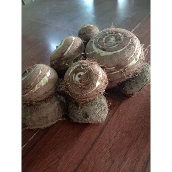 ว่านโพง หรือหนุมานนั่งแท่น หัวล่ะ80บาท ขนาดหัวคละไซส์