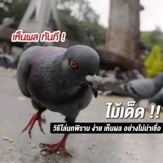 ยาเบื่อนกพิราบ 30 กรัม กำจัดนก ไล่นก เหยื่อกำจัดนกพิราบ ยากำจัดนก
