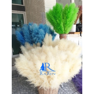 Rarin ดอกเลา สีทองธรรมชาติ สวยฟู (สีทอง20ก้าน) ขนาด 80-90 cm. เป็นดอกไม้ธรรมชาติ  ดอกฟุ้งฟิ้ง ใช้ประดับห้อง ร้าน งานแต่ง