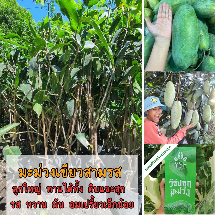 ต้นมะม่วงเขียวสามรส ขนาด 65-100 ซม. ผลใหญ่ ทานได้ทั้ง สุก และ ดิบ รสหวาน มัน อม เปรี้ยวเล็กน้อย