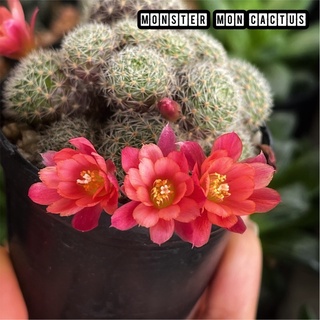 รีบูเทีย ฮอฟแมนนีอาย Rebutia Huffmannii กระถางใหญ่ แคคตัส รีบูเทีย