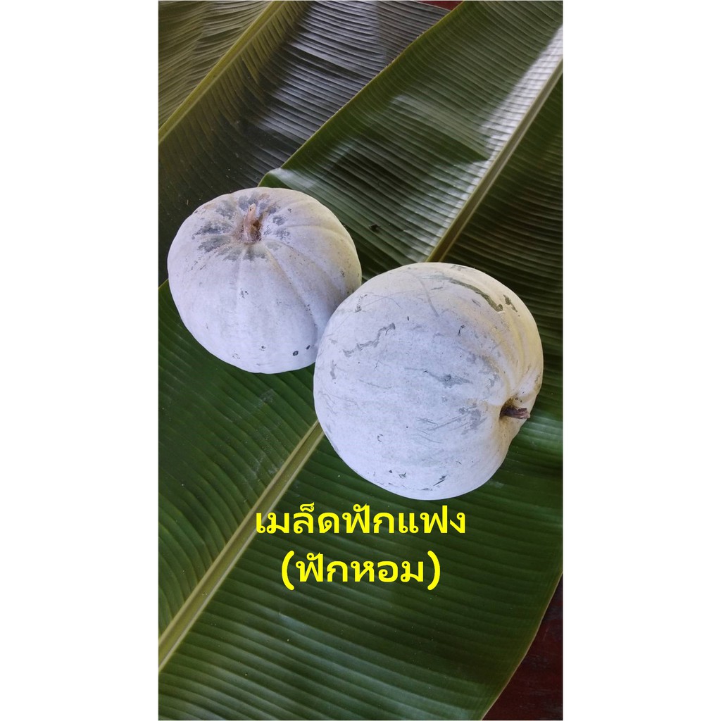 เมล็ดฟักแฟง(ฟักหอม) 70เมล็ด 20บาท