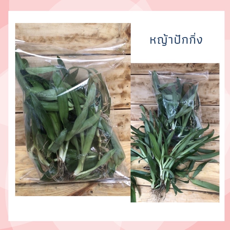 หญ้าปักกิ่งสด หญ้าปักกิ่ง  1ถุง  250 กรัม   สดใหม่จากสวน สรรพคุณช่วยขับพิษร้อน ถอนพิษไข้ แก้เด็กตัวร้อนสินค้าตามรูป