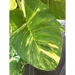 ต้นพลูด่างยักษ์ กระถาง 6 นิ้ว (Epipremnum aureum) ไม้ฟอกอากาศ พร้อมเสาใยมะพร้าว ความสูง 55 ซม.