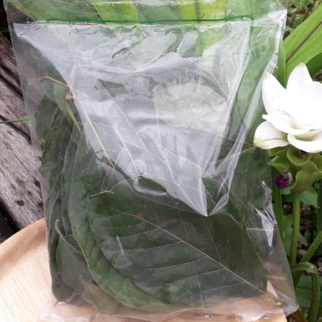 visaherbใบหมี่สดปลอดสารเคมี100%1Kg.
