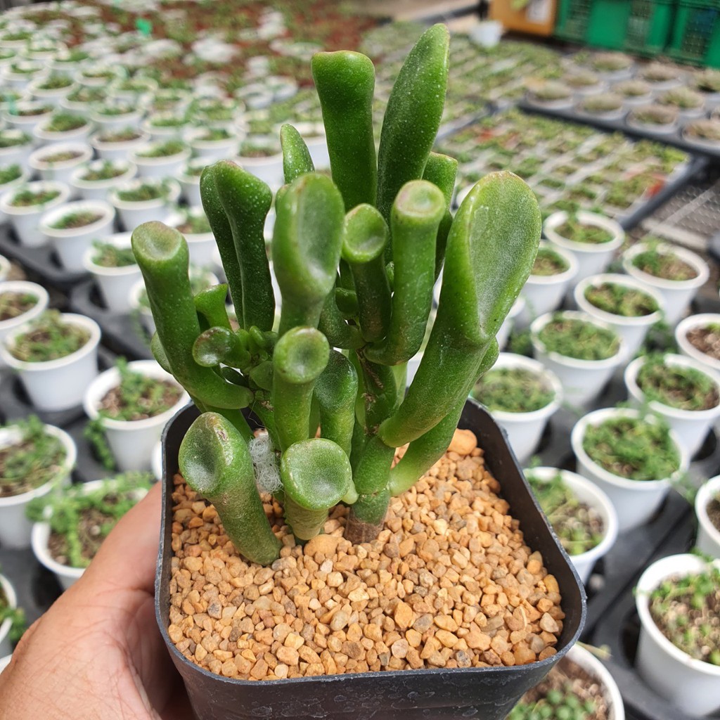 Echeveria Oblique "Gollum" 4 Inch กุหลาบหินนำเข้า ไม้อวบน้ำ Live Succulents Plant