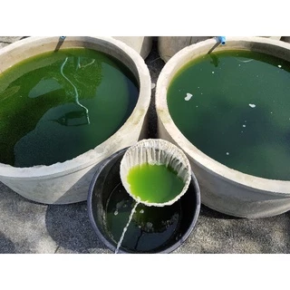 หัวเชื้อน้ำเขียว(คลอเรลล่า​ 100%)ขนาด​ 600​ ml.