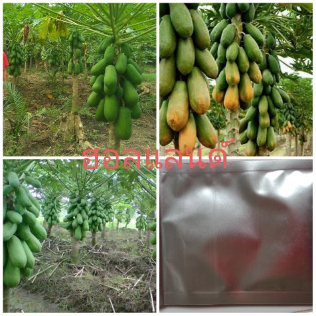เมล็ดพันธุ์มะละกอฮอลแลนด์ (บรรจุ100เมล็ด)