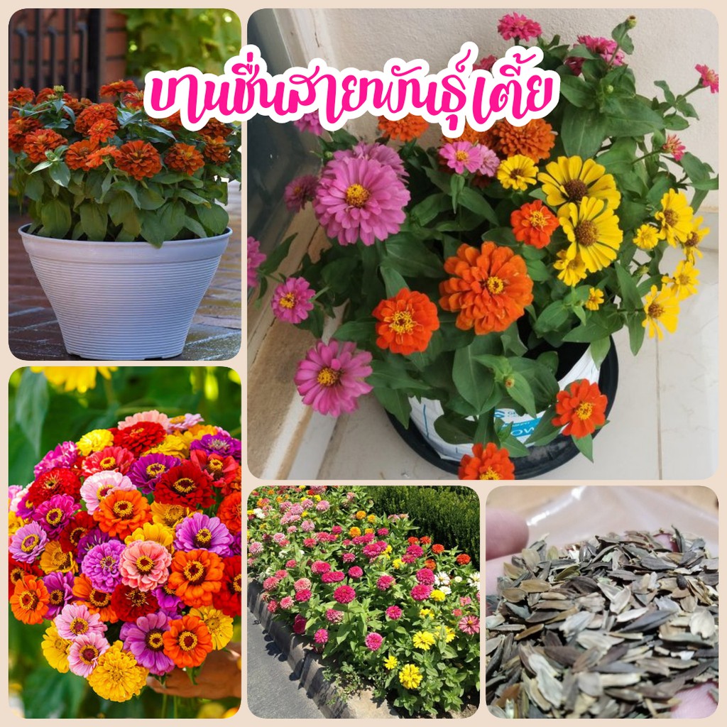 เมล็ดดอกบานชื่นสายพันธุ์เตี้ย 50 เมล็ด คละสีกลีบซ้อน