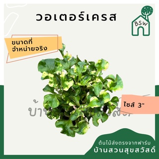 วอเตอร์เครส ในกระถาง 3 นิ้ว ต้นไม้มงคล มาในกระถางพร้อมตั้ง