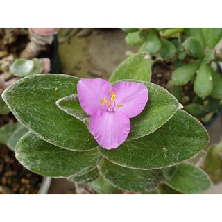 ต้นไม้อวบน้ำ สายใยรัก ทราเดสแคนเทีย ซิลลามอนทานา Tradescantia sillamontana Matuda #succulents #cactus (ส่งทั้งกระถาง)