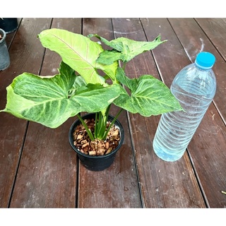 Syngonium T24 แท้ 🌿🌿