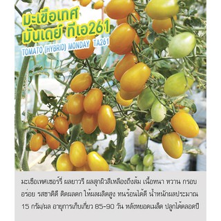 เมล็ดพันธุ์ มะเขือเทศ มะเขือเทศเชอรี่ เหลือง -Tomato Monday ตราดอกแตง เมล็ดพันธุ์ เมล็ดผัก คุณภาพ "เพื่อนเกษตรกร"