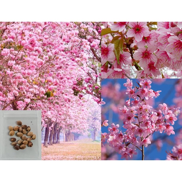 เมล็ดพันธุ์ พญาเสือโคร่ง ดอกชมพู ซากุระดอย นางพญาเสือโคร่ง ซากุระเมืองไทย ดกมาก
