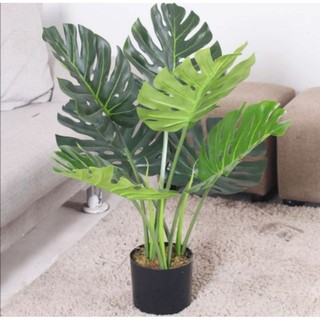 ต้นมอนสเตอร่า, พลูแฉก (Monstera)​ต้นไม้ประดิษฐ์​ ต้นไม้ปลอม ตกแต่งบ้าน ตกแต่งห้อง