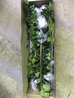 ต้นส้มโอขาวน้ำผึ้งไร้เม็ดกิ่งตอนขนาด60-100cm พร้อมปลูก ออกลูกง่ายมาก รับประกันพันธุ์จากสวนโดยตรง