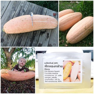 เมล็ดพันธุ์ ฟักทองกล้วยสีชมพู (Pink Banana Squash Seed) บรรจุ 10 เมล็ด คุณภาพดี ราคาถูก ของแท้ 100%