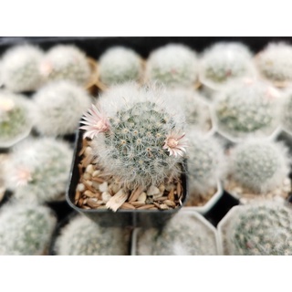 แมม Mammillaria ขนแมวขนแกะ sizeเล็ก6ต้น20บาทค่ะ/ให้ดอก🌵🌵🌵