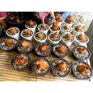 ว่านลูกไก่ทอง ไม้มงคลโบราณ ซื้อ3แถมเล็ก1 ขนสีทองสวย ว่านลูกไก่ปลูกไว้เสริมดวงและบารมี เป็นไม้มงคลโบราณ