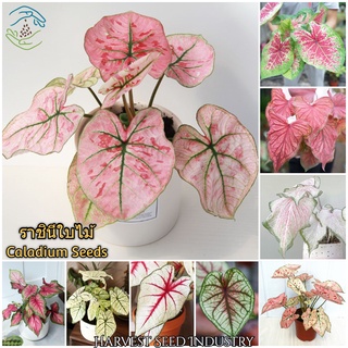 (100 เมล็ด/สีผสม) บอนสี เมล็ดพันธุ์ ราชินีใบไม้ Caladium Seeds ไม้ดอกไม้ปะดับ ต้นไม้มงคล ต้นไม้ฟอกอากาศ เมล็ดบอนสี