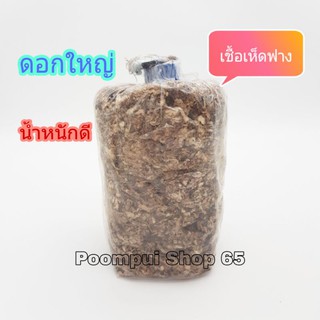 เชื้อเห็ดฟางคุณภาพดี เชื้อสดใหม่ ดอกโต น้ำหนักดี พร้อมวิธีปลูก