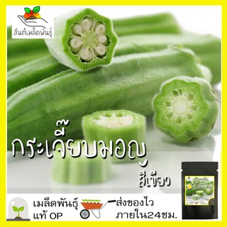 เมล็ดพันธุ์ กระเจี๊ยบเขียวคิมสัน 50 เมล็ด Clemson Spineless Okra Seed เมล็ดพันธุ์แท้100% นำเข้าจากต่างประเทศ กระเจี๊ยบ