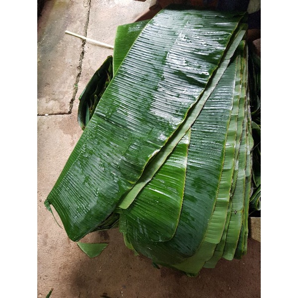 ✅️(ฟรีค่าส่ง)✅️ ใบตองกล้วยตานีสด (banana leaf) จาก จังหวัดสุโขทัย  ## ขั้นต่ำ 2 กก. ขึ้นไป ##