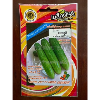 เมล็ดแตงกวาลูกผสม ยอดภูดี 10 แถม 1  แตงกวาลูกผสม  suriya259 f1 hybrid cucumber เมล็ดพันธุ์ผัก