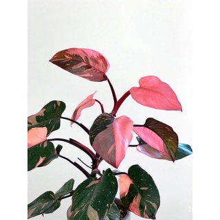 Pink princess💕Philodendron Pink Princess💕💕พิ้งค์ปริ้นเซส