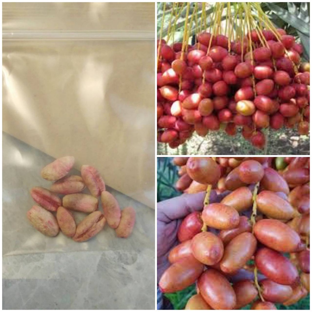 เมล็ดอินทผาลัมแท้ สายพันธุ์คาลาส Seeds (date palm) Khalas อินทผาลัม10 เมล็ด เมล็ดแท้จากต้นเพาะเนื้อ