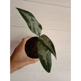 aglaonema pumilum ไม้แปลก กวักเงินพม่า