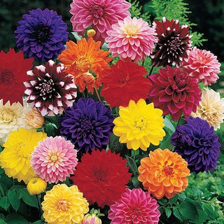 เมล็ด ดาเลียดินเนอร์เพลต(ดอกรักเร่) คละสี - Mix Dinner Plate Dahlia Flower