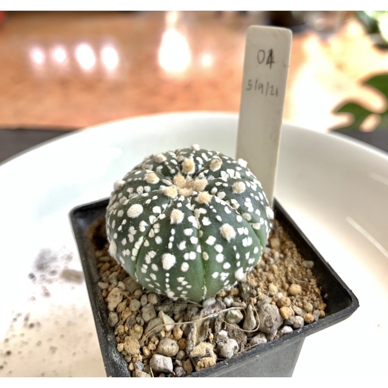 Cactus 🌵 Astrophytum asterias super/ แคคตัส แอสโตร ซุปเปอร์ เพาะเมล็ด