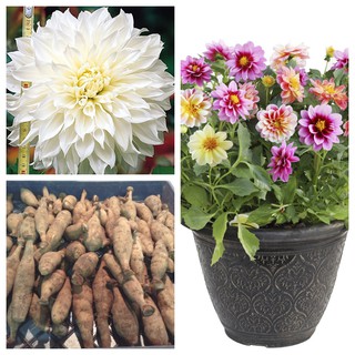 รักเร่ Dahlia สายพันธุ์ White Perfection นำเข้าจากเนเธอร์แลน หัวสดใหม่ 1 หัว/ออเดอร์