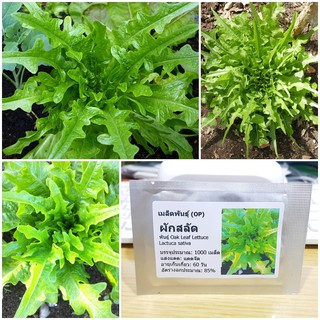 เมล็ดพันธุ์ ผักสลัด ใบโอ้ค (Oak Leaf Lettuce Seed) บรรจุ 1000 เมล็ด คุณภาพดี ราคาถูก ของแท้ 100%