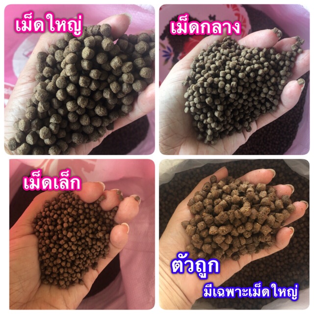 รวมกัน 98+ ภาพ ปลาดุกเลี้ยงรวมกับปลาอะไรได้บ้าง คมชัด