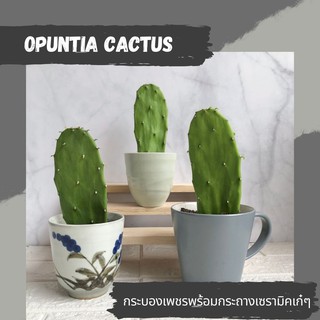 OPUNTIA กระบองเพชรหูกระต่ายน่ารัก ของขวัญสุดปัง !! มีหลายแบบให้เลือก