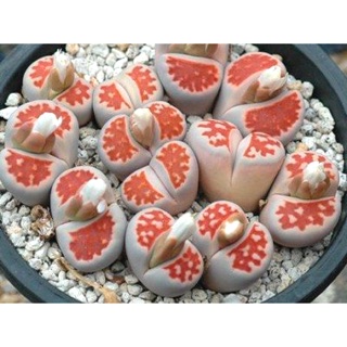 เมล็ด ไลทอบส์ Lithops